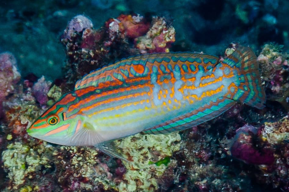 Adorned Wrasse displaying orange and blue stripes in a reef aquarium