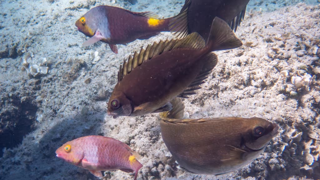 African Rabbitfish in a marine aquarium