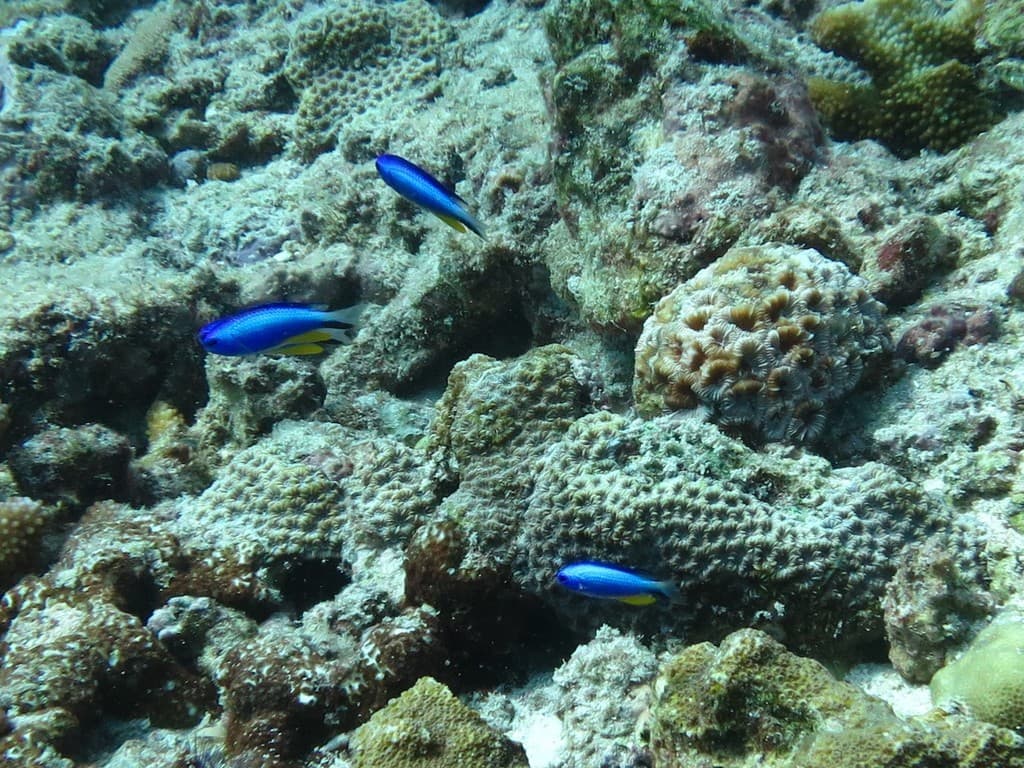 Allen's Damselfish