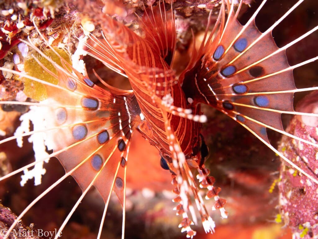 Antennata Lionfish