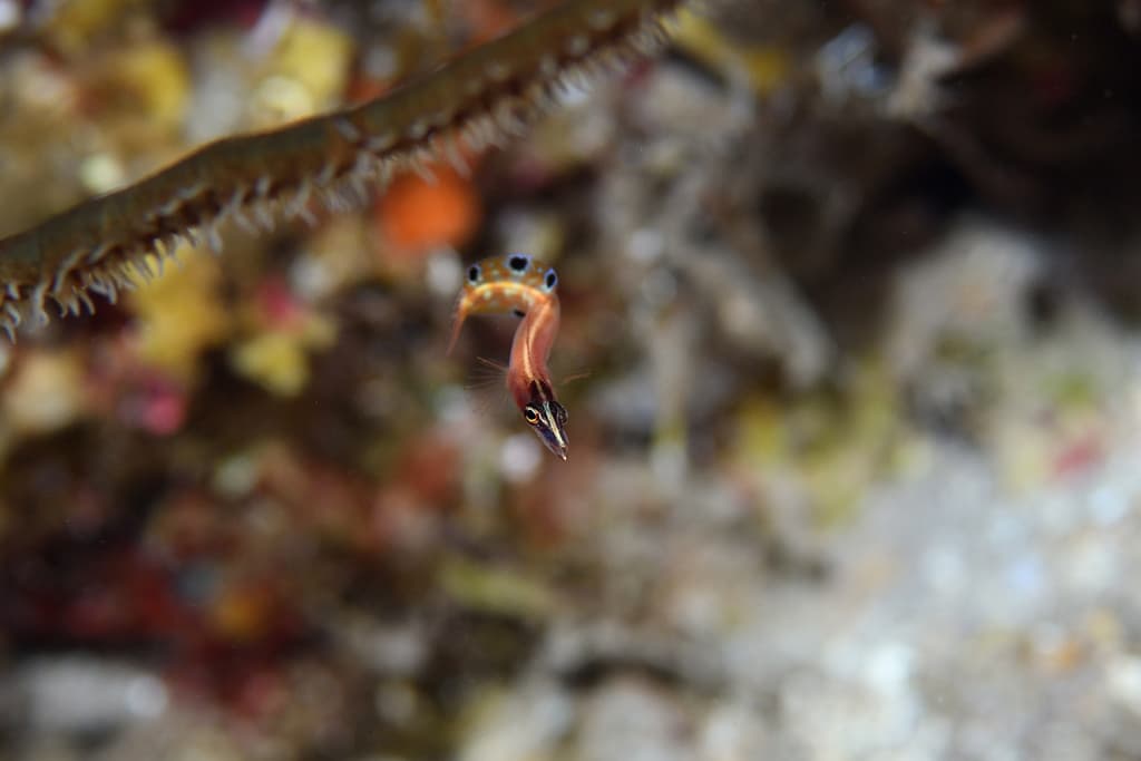 Arrow Blenny in a marine aquarium