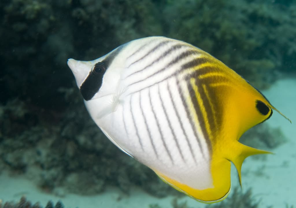 Auriga Butterflyfish