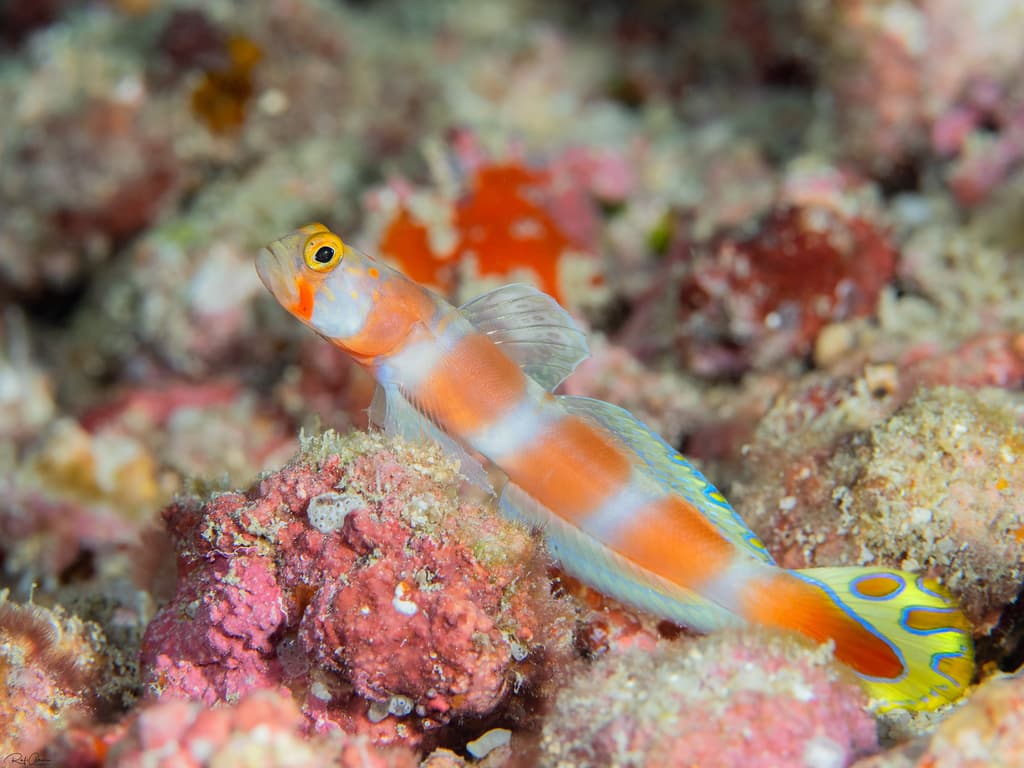 Aurora Goby in a marine aquarium
