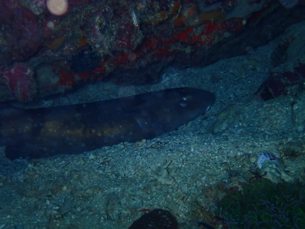 Whitespotted Bamboo Shark resting on sandy substrate in a marine aquarium