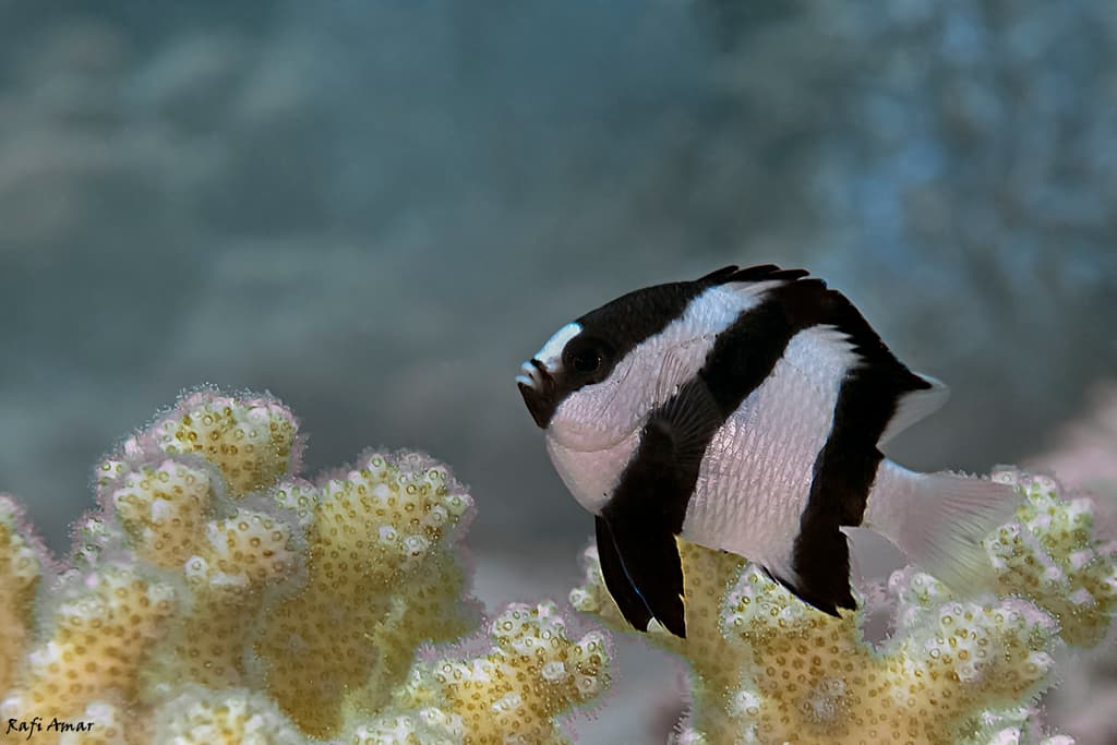Banded Damselfish in a marine aquarium