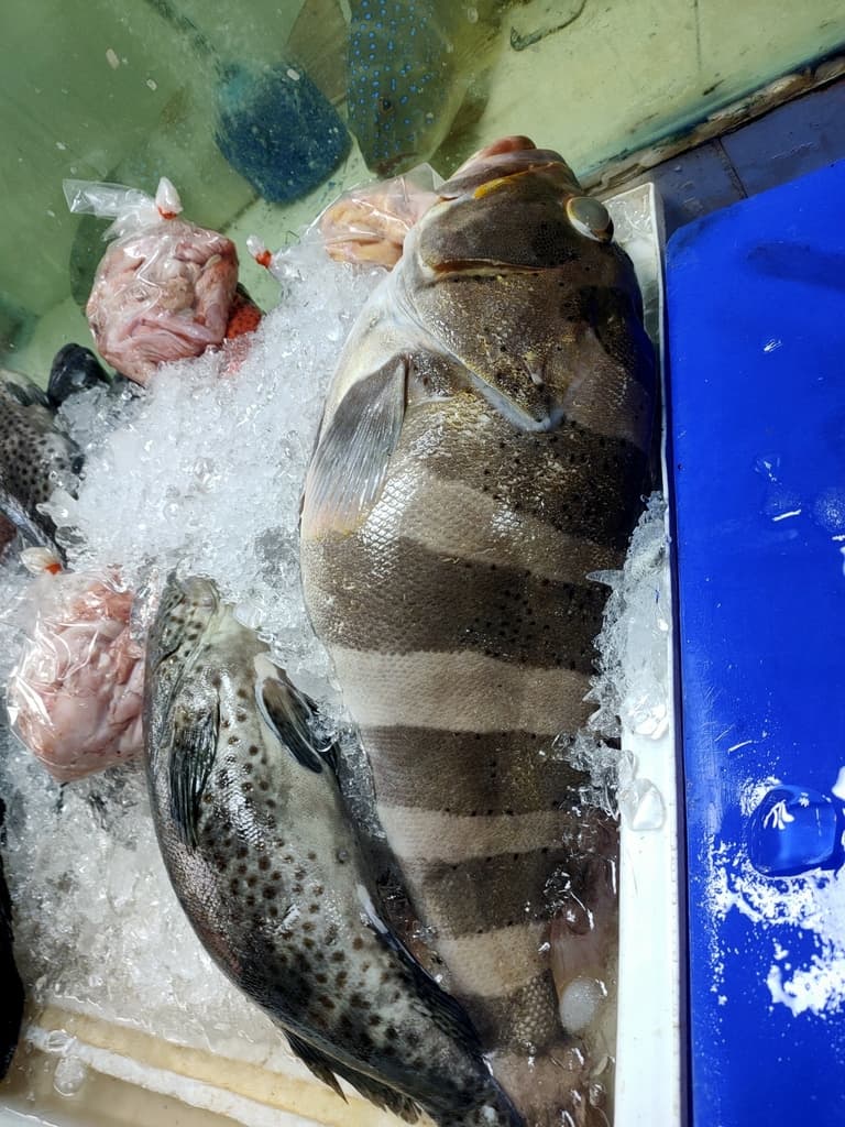 Banded Grouper showing distinctive dark vertical bands