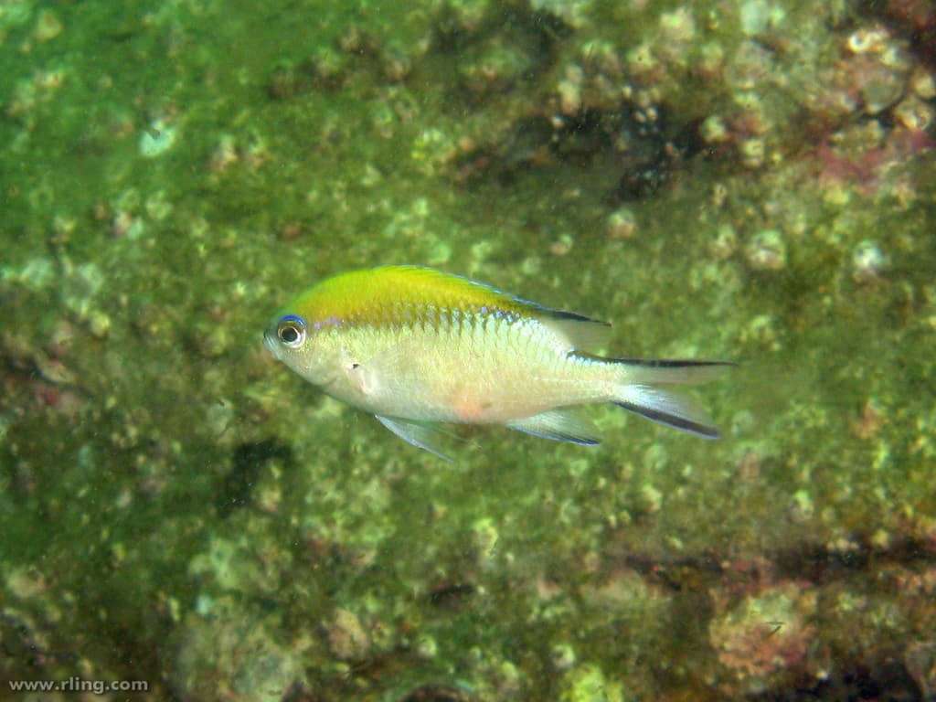 Barrier Reef Chromis in a marine aquarium