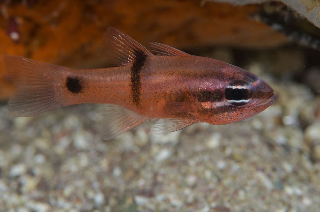 Barspot Cardinalfish in a marine aquarium