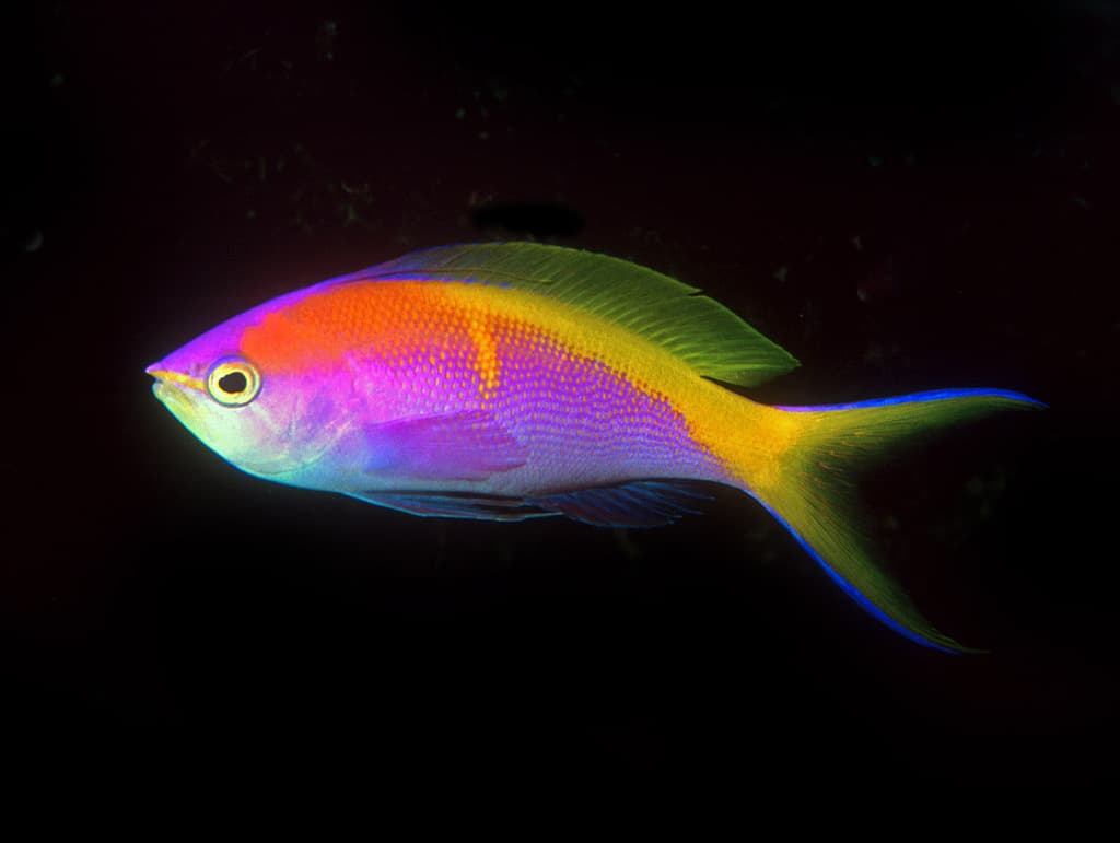 Bartlett's Anthias in a marine aquarium