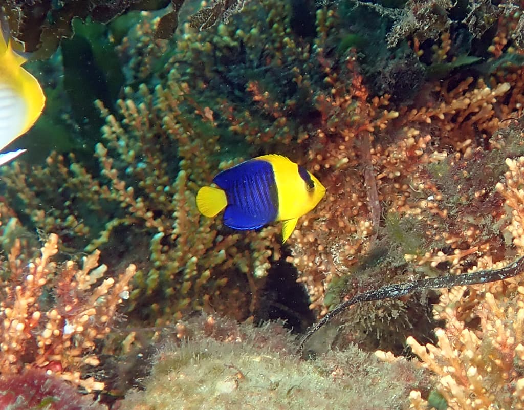 Bicolor Angelfish