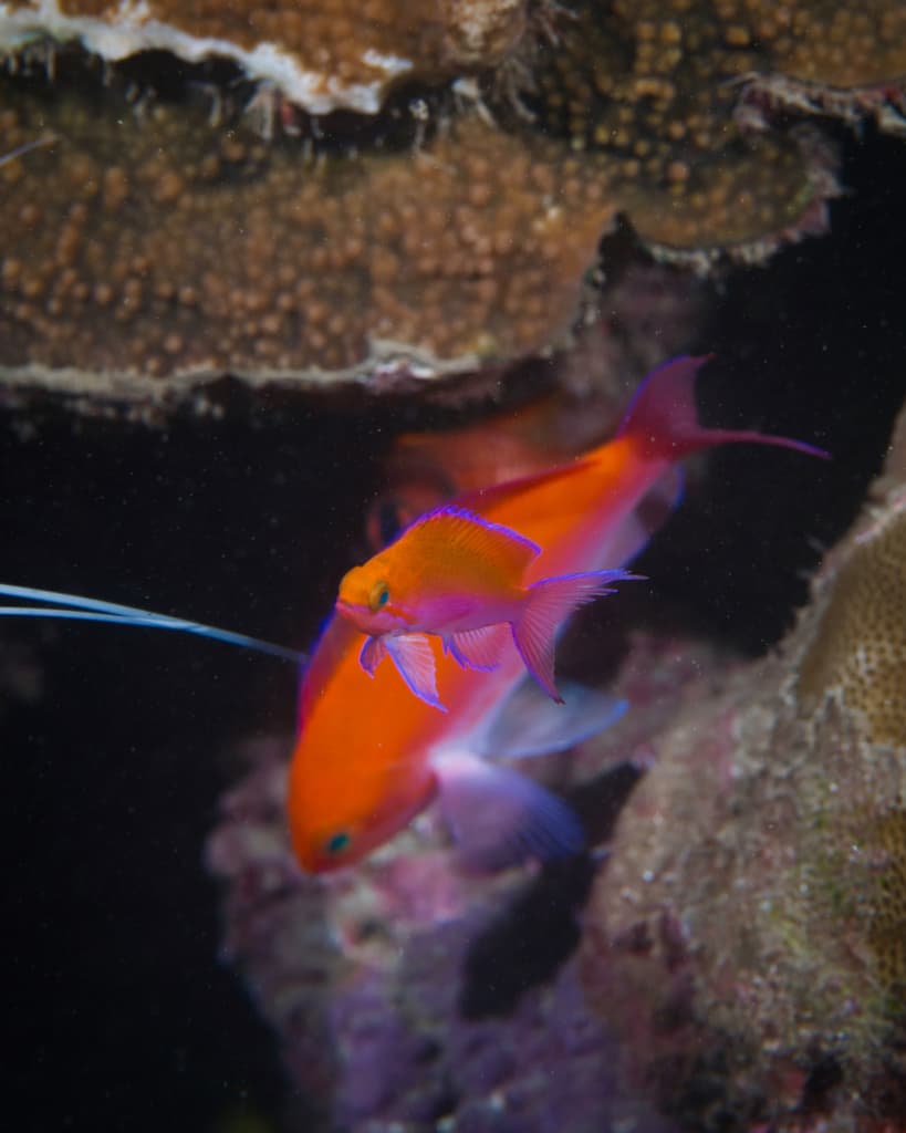 Bicolor Anthias