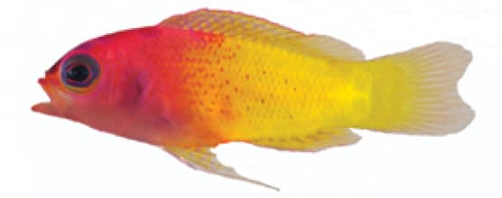 Bicolor Basslet in a marine aquarium