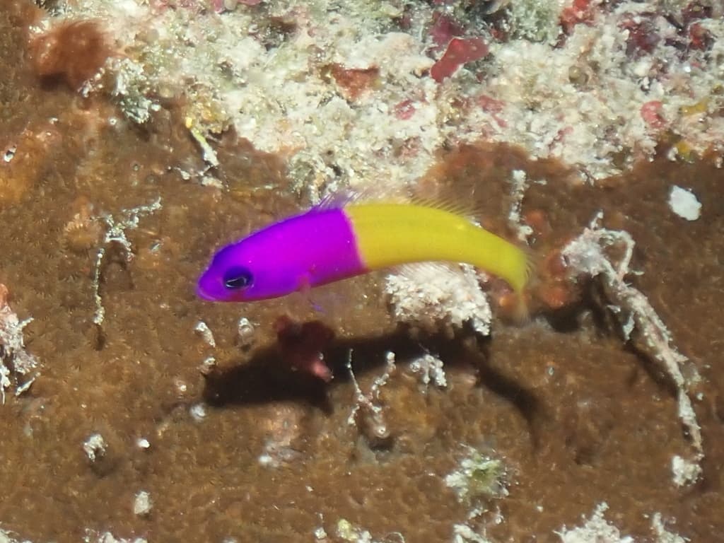 Bicolor Dottyback