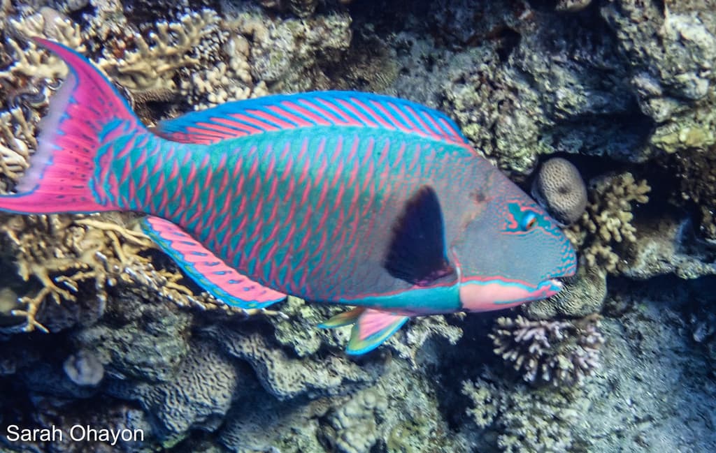 Bicolor Parrotfish in a marine aquarium