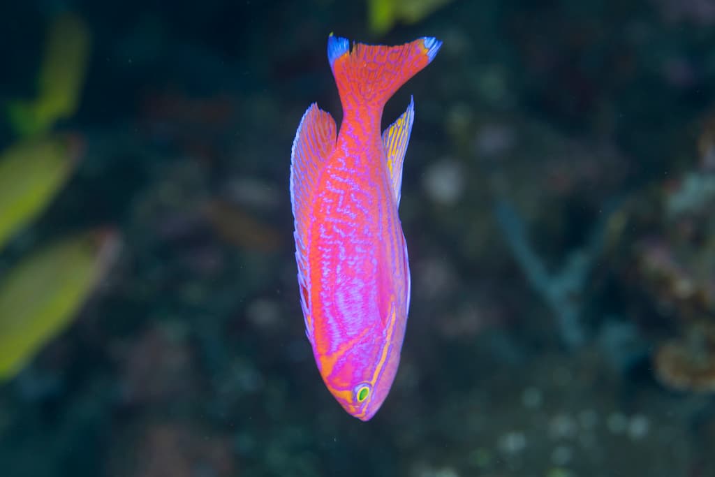 Bimaculatus Anthias in a marine aquarium