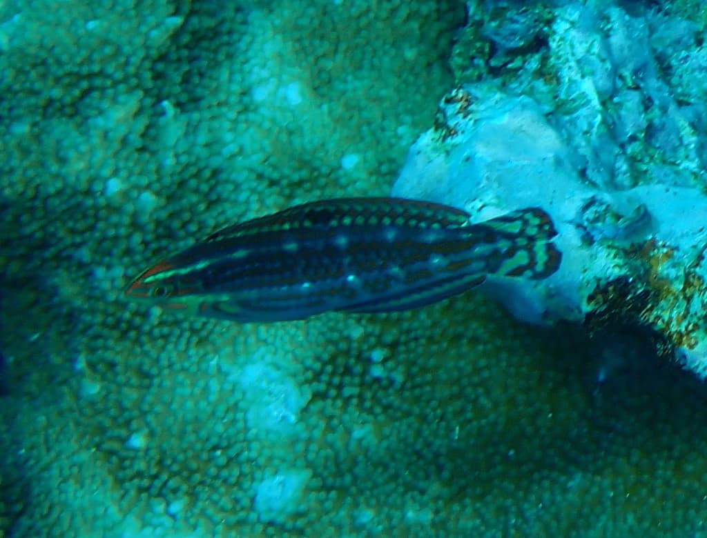 Biocellate Wrasse in a marine aquarium