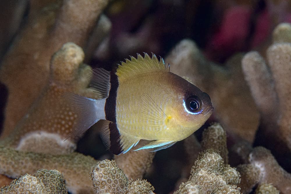 Black-Bar Chromis in a marine aquarium
