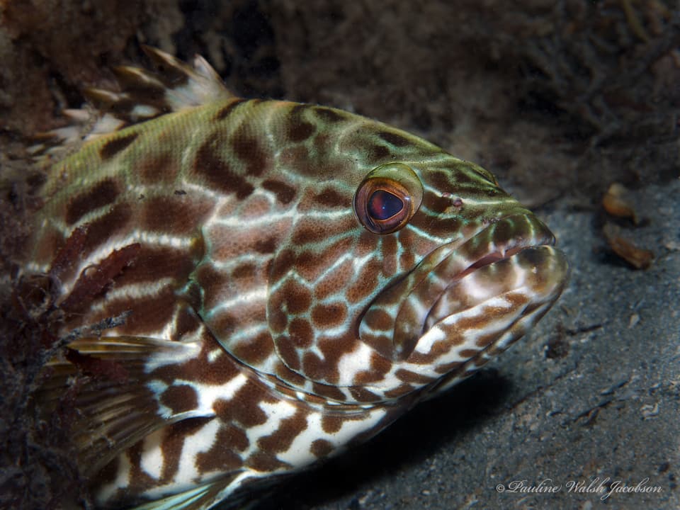 Black Grouper with dark marbled coloration
