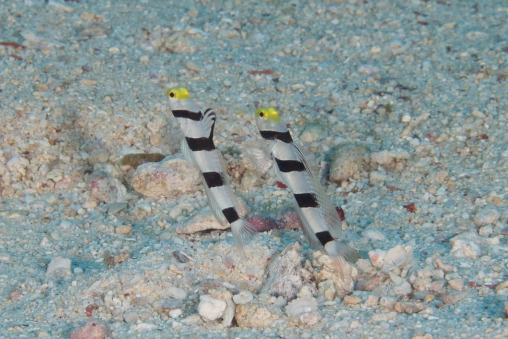 Black Ray Goby in a marine aquarium