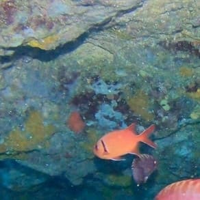 Blackbar Soldierfish in a marine aquarium