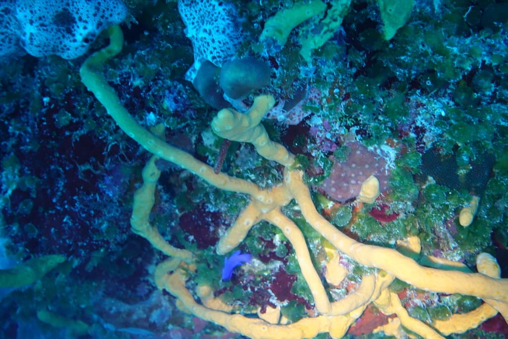 Blackcap Basslet displaying magenta-purple body and jet-black cap