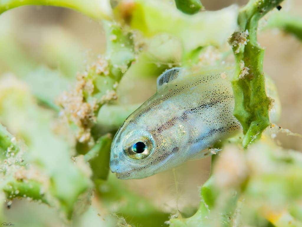Blackline Fang Blenny in a marine aquarium