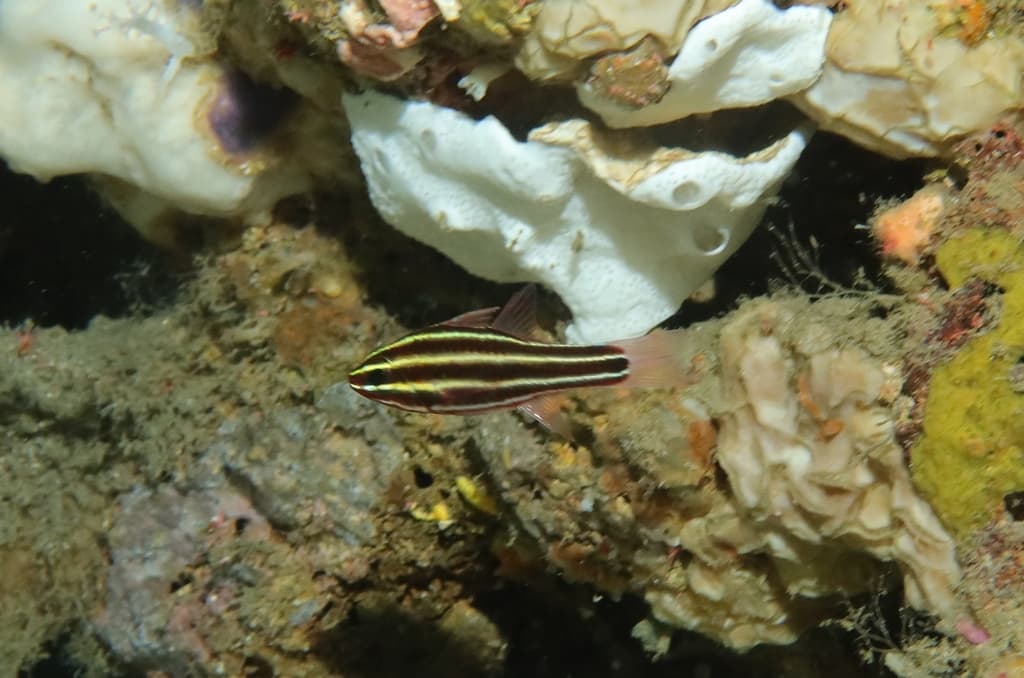 Blackstripe Cardinalfish in a marine aquarium