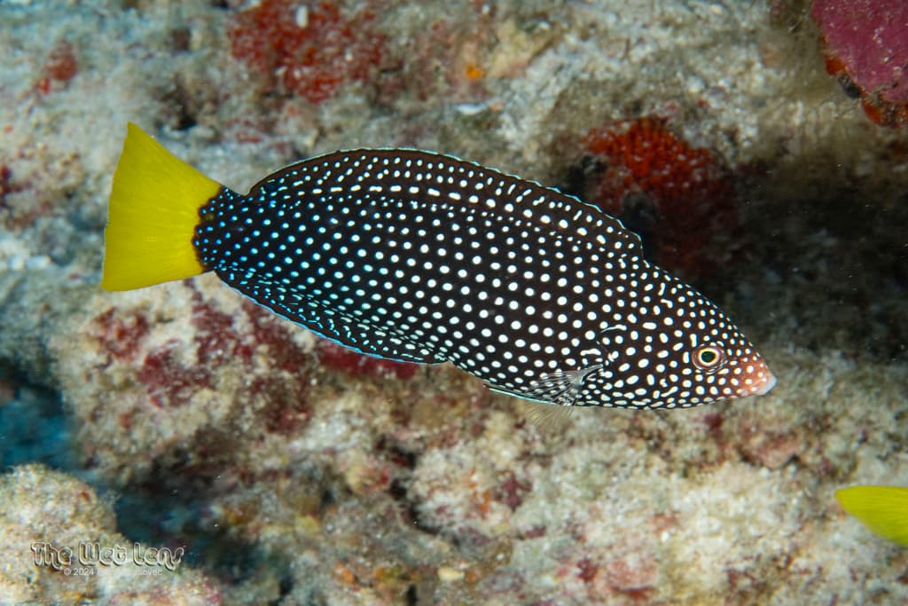 Blacktail Wrasse displaying spotted body and distinctive black tail