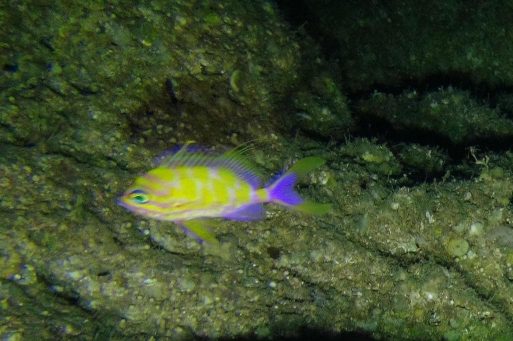 Blotchy Anthias in a marine aquarium