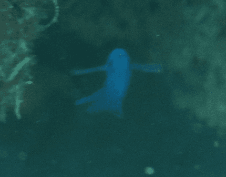 Blue Assessor displaying deep blue coloration in reef aquarium