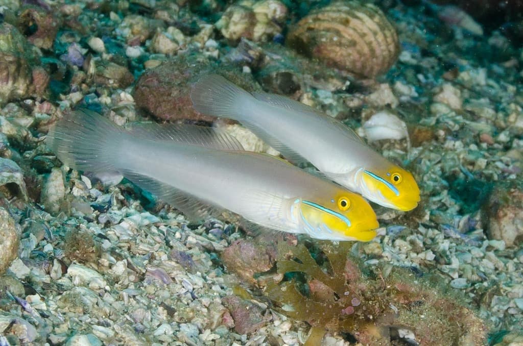 Blue Cheek Goby in a marine aquarium