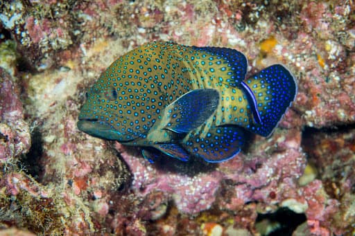 Blue Dot Grouper showing blue-spotted pattern