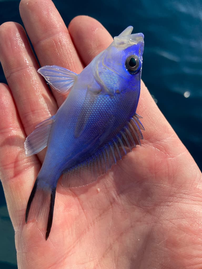Blue Hamlet in a marine aquarium
