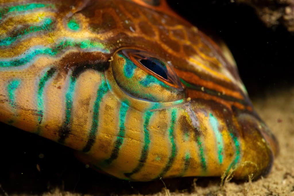 Blue-lined Rabbitfish in a marine aquarium