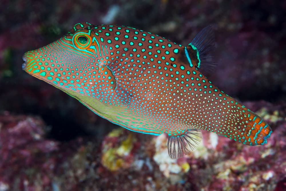 Blue Spotted Puffer