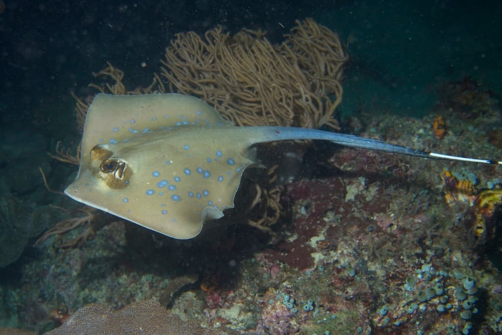 Blue Spotted Stingray in a marine aquarium