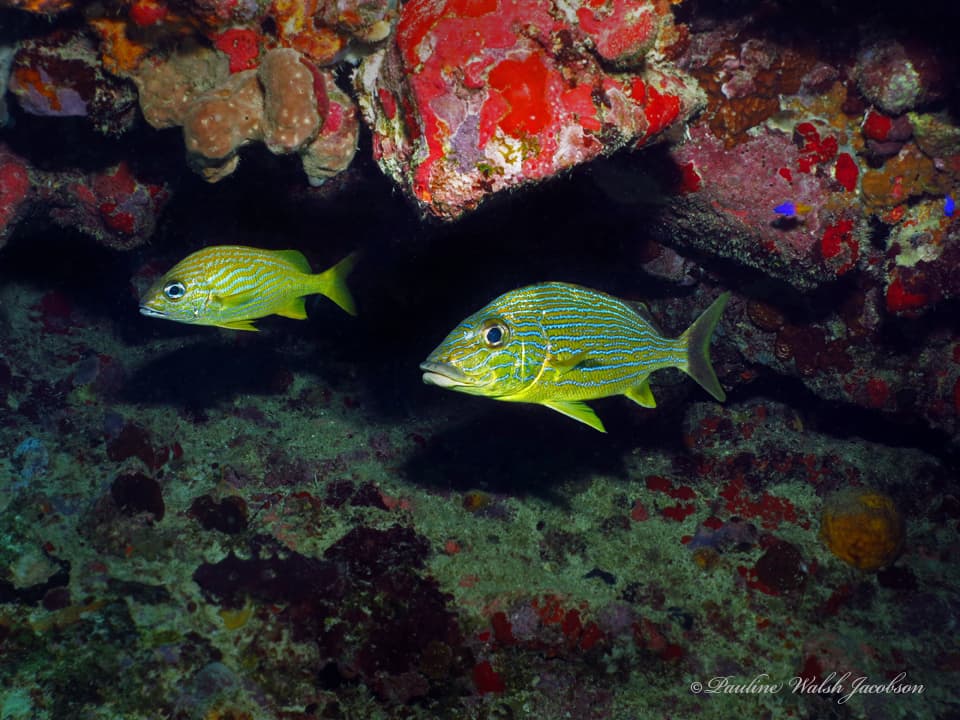 Blue Striped Grunt in a marine aquarium