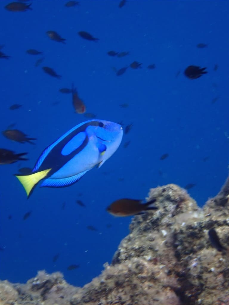 Blue Tang