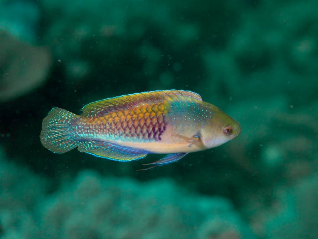 Bluehead Fairy Wrasse