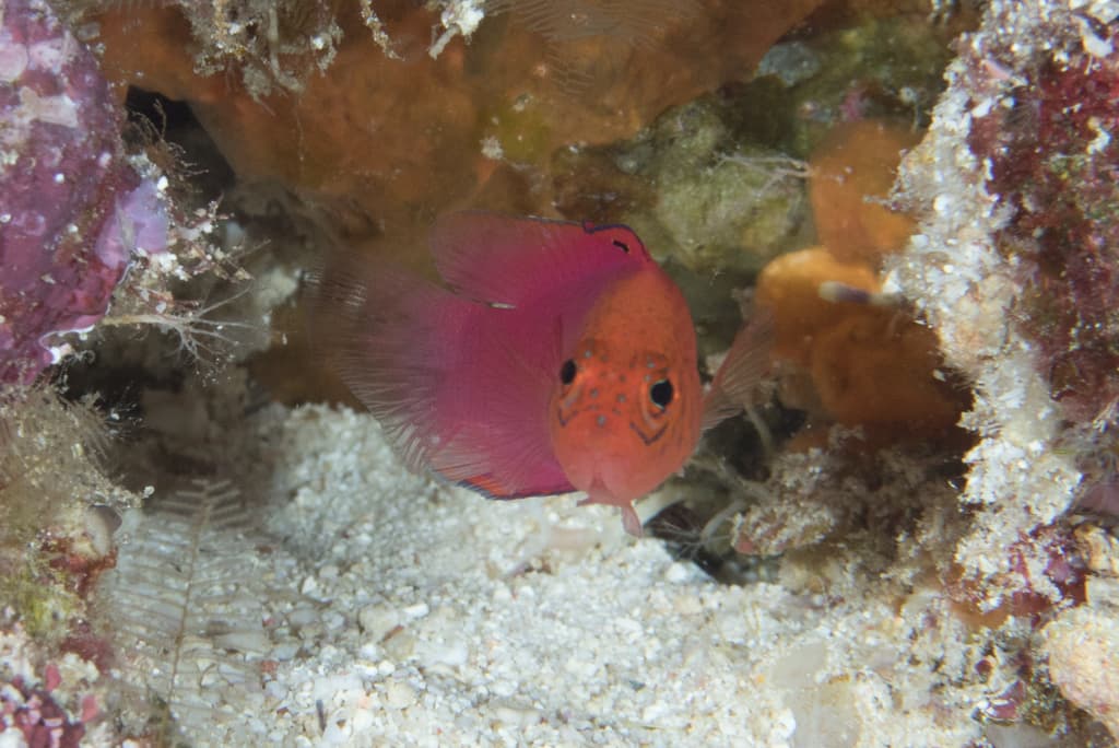 Bluelined Dottyback in a marine aquarium