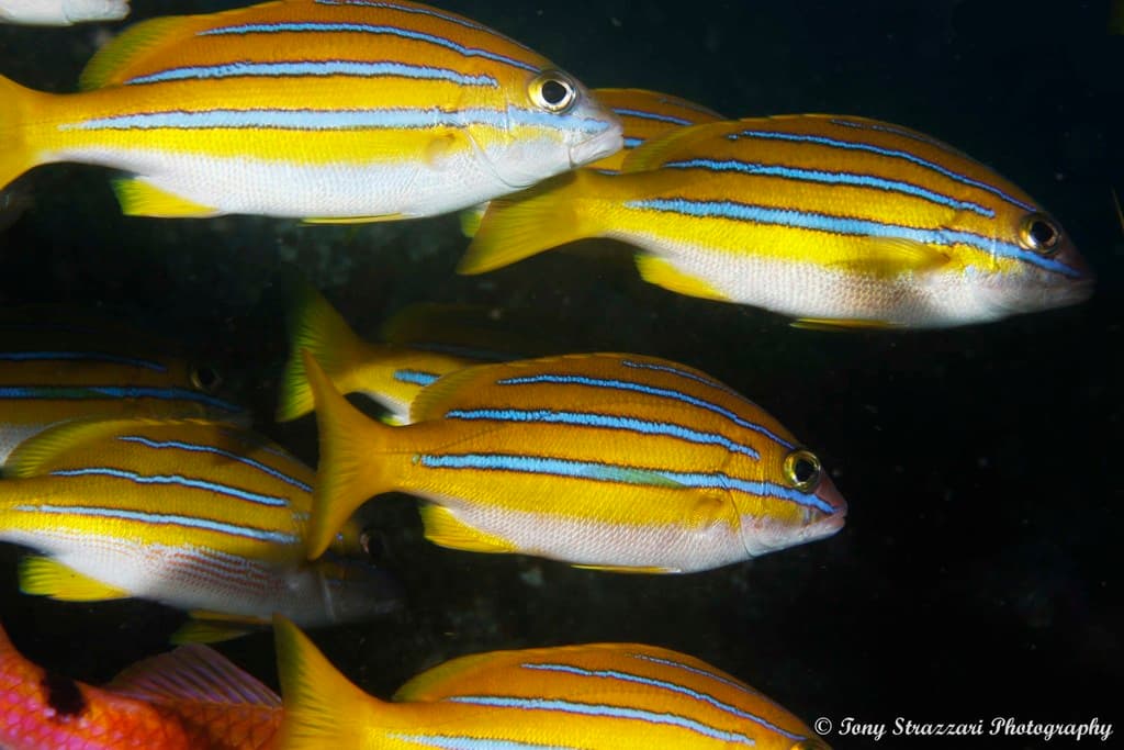 Bluelined Snapper in a marine aquarium