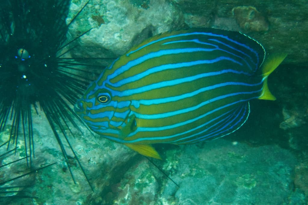 Bluestriped Angel in a marine aquarium