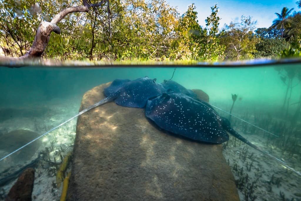 Bluntnose Stingray in a marine aquarium