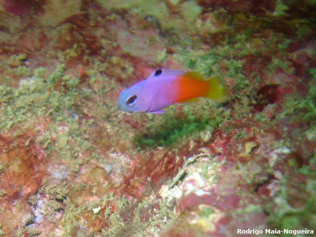 Brazilian Basslet in a marine aquarium
