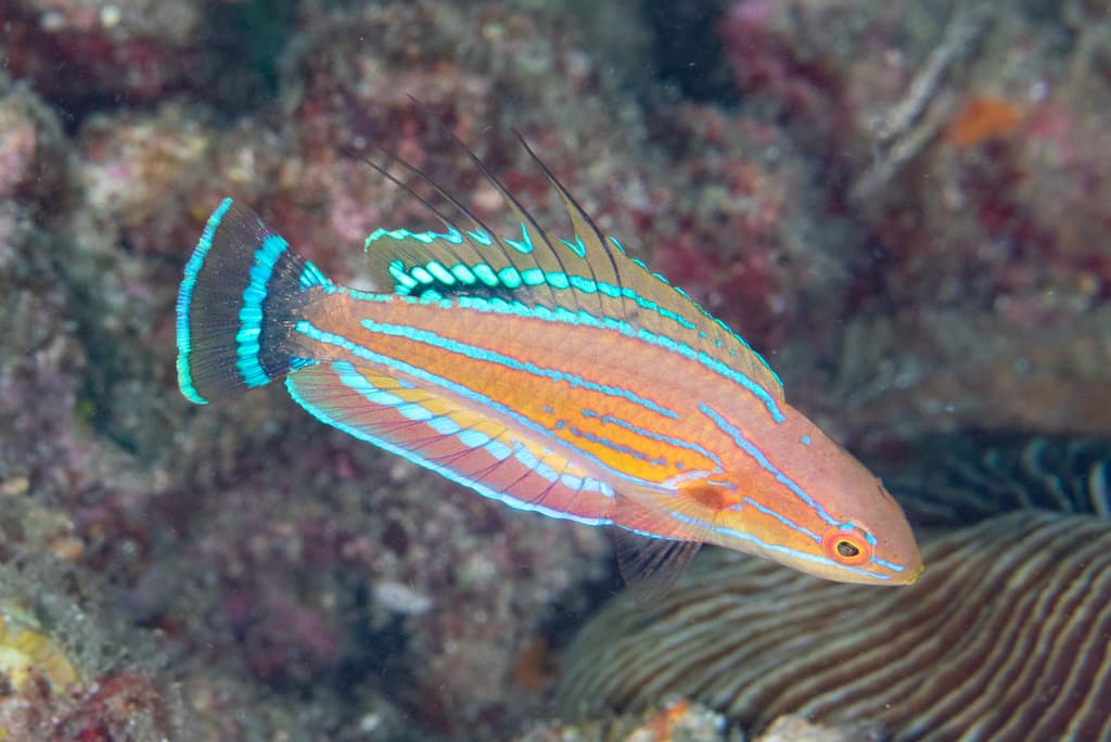 Carpenter's Flasher Wrasse male displaying vibrant orange and blue colors
