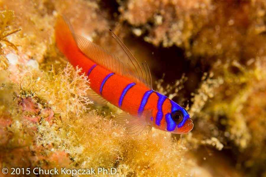 Catalina Goby in a marine aquarium
