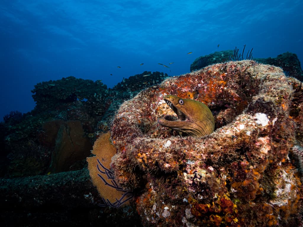 Chestnut Moray Eel with dark brown coloration in a rocky reef environment