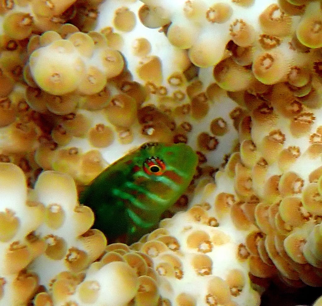 Green Clown Goby perched on branching Acropora coral