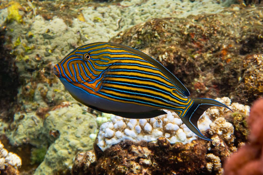 Clown Tang in a marine aquarium