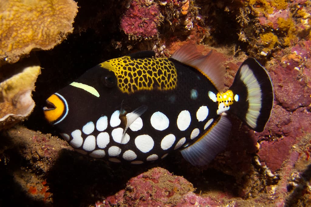 Clown Triggerfish in a marine aquarium